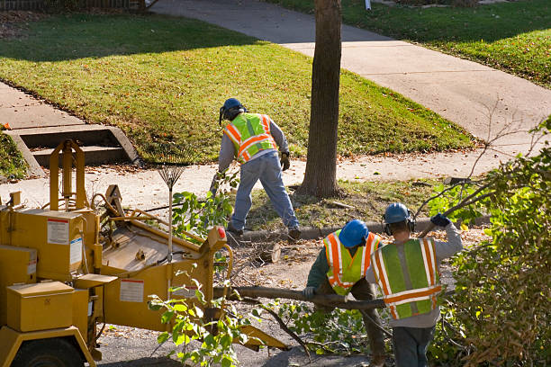 Best Utility Line Clearance  in Lemoore, CA